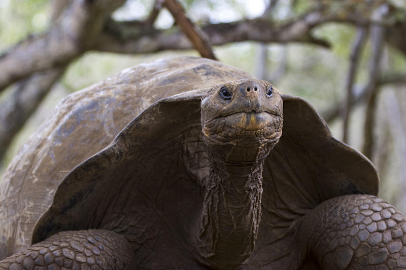 Galápagos Tortoise